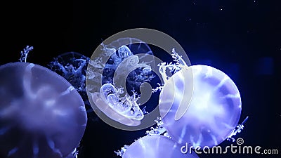 4K groep fluorescente kwallen die in Aquariumpool zwemmen transparante kwallen onderwaterlengte met zich het gloeien kwal het bew stock video 4K groep fluorescente kwallen die in Aquariumpool zwemmen transparante kwallen onderwaterlengte met zich het gloeien kwal het bew stock video
