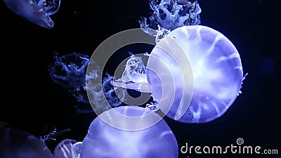 4K. Group of Fluorescent Jellyfish Swimming in Aquarium Pool Stock Footage  - Video of dangerous, float: 103835608