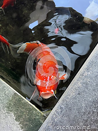 K?haku is a variety of ornamental koi carp Stock Photo