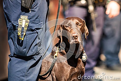 K9 Police dog together with officer on duty Editorial Stock Photo