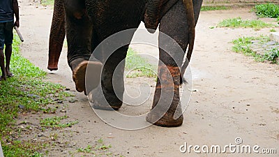 4k Video of Elephant with Hurt and Damaged Legs after Wearing Metal Chains  Walking in Reserve Park Stock Footage - Video of closeup, mature: 174082392