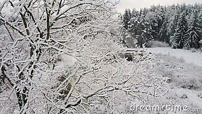 4K Vlucht en start boven boom en wilde windende rivier in bevroren bos bij zonsondergang De Snowlywinter op het noorden Lucht Men stock video 4K Vlucht en start boven boom en wilde windende rivier in bevroren bos bij zonsondergang De Snowlywinter op het noorden Lucht Men stock video
