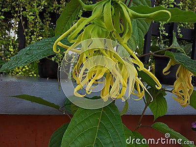 This is a close-up view of a cluster of yellow flowers, sunlight, sweet, wonderful., Ka-dung-nga-song-kla, Stock Photo