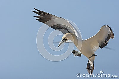 Kaapse Jan-van-gent, Cape Gannet, Morus capensis Stock Photo