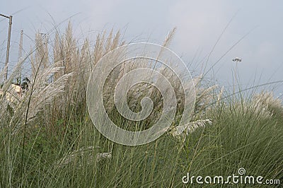 Kaash ful,Saccharum spontaneum is a seasonal flower which blooms in autumn, during Durga Puja festival Stock Photo