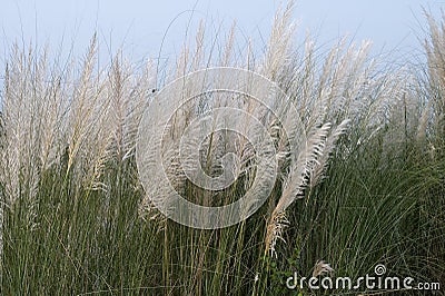 Kaash ful,Saccharum spontaneum is a seasonal flower which blooms in autumn, during Durga Puja festival Stock Photo