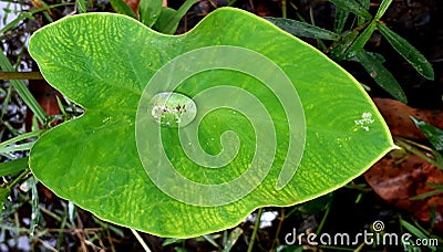 Kachu pata or mammoth elephant ear bulb with water drop at the center Stock Photo