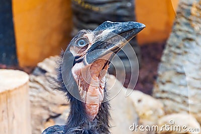 Kaffir horned raven head, close up view Stock Photo