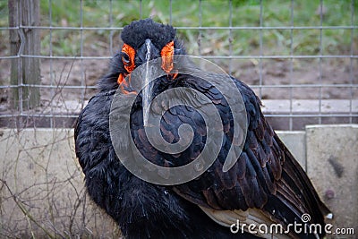 Kaffir Horned Raven Stock Photo