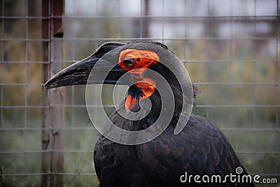 Kaffir Horned Raven Stock Photo