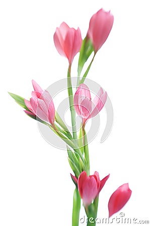 Kaffir lily Stock Photo