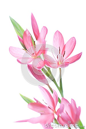 Kaffir lily Stock Photo