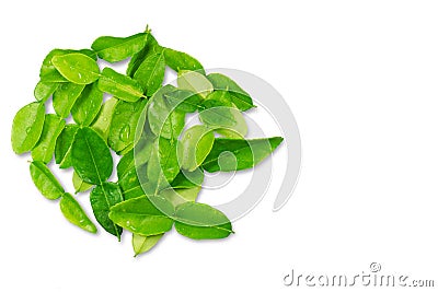 Kaffir lime herbal leaves on white background Stock Photo