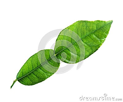 Kaffir lime leaf Stock Photo