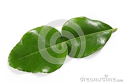 Kaffir lime leaf Stock Photo