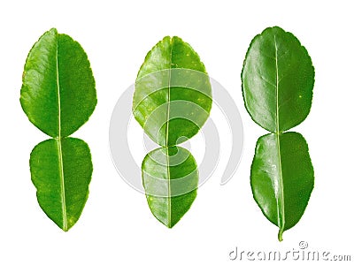 Kaffir lime leaves Stock Photo