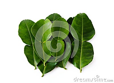 Kaffir Lime Leaves Stock Photo