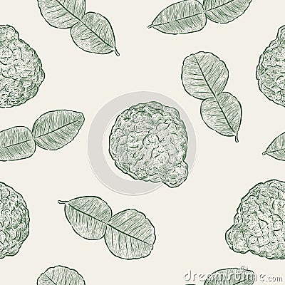 Kaffir Lime, seamless pattern vector Vector Illustration