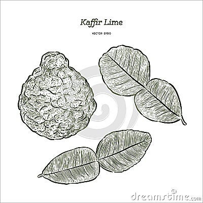 Kaffir Lime, vector Vector Illustration
