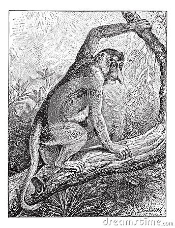 Kahau or proboscis monkey Nasalis larvatus, vintage engraving Vector Illustration