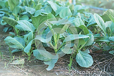 Kai-Lan, Chinese Broccoli, Chinese Kale Stock Photo