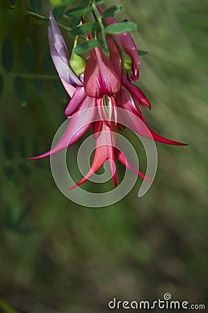 Kaka beak 3 Stock Photo