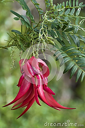 Kaka beak 4 Stock Photo