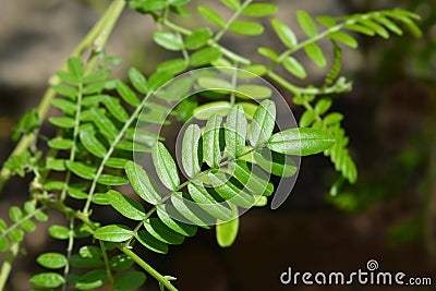 Kaka beak Stock Photo