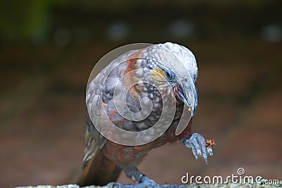 Kaka parrot eating with food in claw Stock Photo