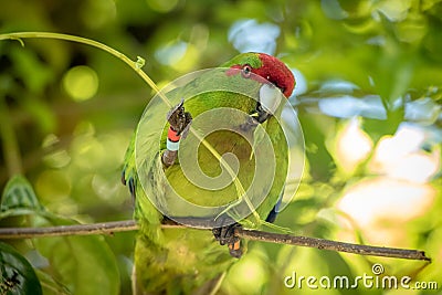 Kakariki Green Parakeet Eating Leaves Stock Photo
