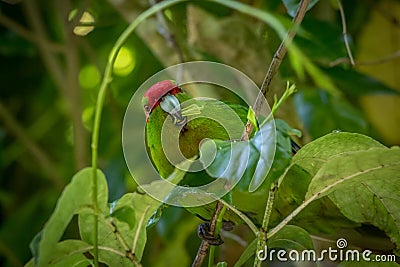 Kakariki Green Parakeet With Leaves In Mouth Stock Photo