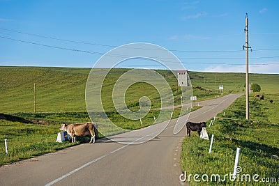 05.18.2024, Kakheti, Georgia: Cows crossing the road to another meadow in Georgia Editorial Stock Photo