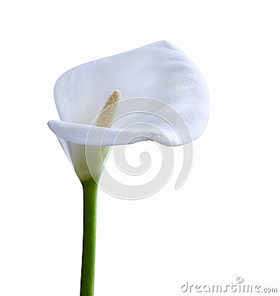 Kala flower. Stock Photo