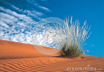 Kalahari desert Stock Photo