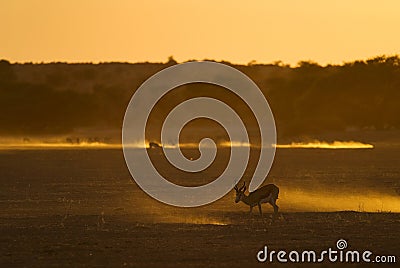 Kalahari Sunset with Springbok Stock Photo