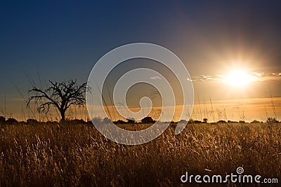 Kalahati sunset with trees grass and blue sky Stock Photo