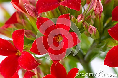 Kalanchoe blossfeldiana Stock Photo