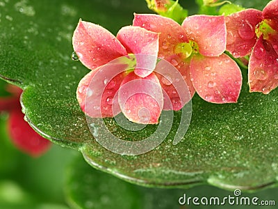 Kalanchoe flowers Stock Photo