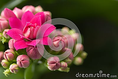 Kalanchoe house plant Stock Photo