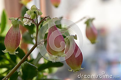 Kalanchoe porphyrocalyx in bloom, succulent flowering plant with flowers bell shaped, pink and yellow color Stock Photo