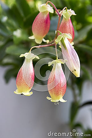 Kalanchoe porphyrocalyx in bloom, succulent flowering plant with flowers bell shaped, pink and yellow color Stock Photo