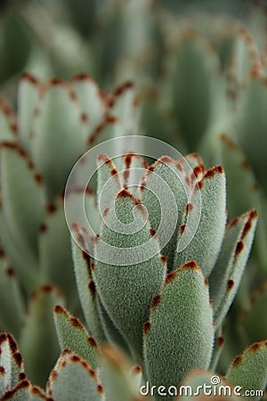 Kalanchoe tomentosa Stock Photo