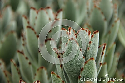 Kalanchoe tomentosa Stock Photo