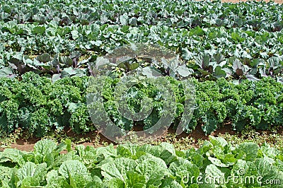Kale and Cabbage Stock Photo