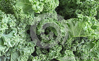 Kale Stock Photo