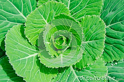 Kale Stock Photo