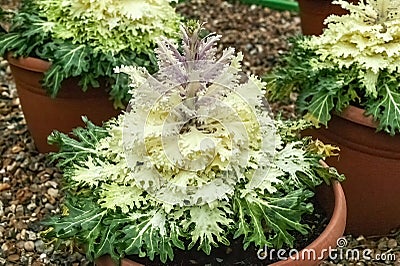 Kale `Coral Prince` an ornamental white flowering brassica Stock Photo