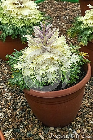 Kale `Coral Prince` an ornamental white flowering brassica Stock Photo