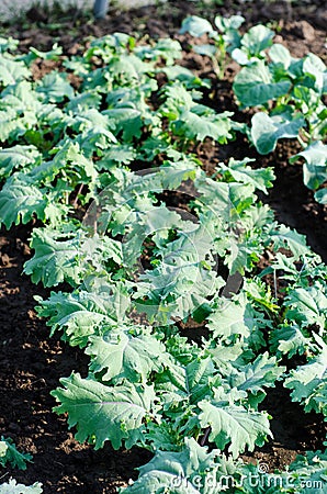 Kale crops Stock Photo