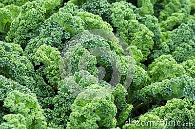 Kale on a farm Stock Photo
